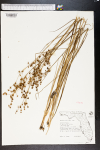 Juncus scirpoides image