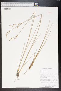 Juncus scirpoides image