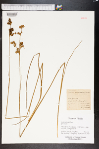 Juncus scirpoides image