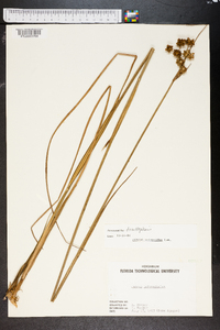 Juncus scirpoides image