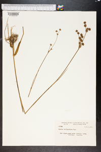 Juncus scirpoides image