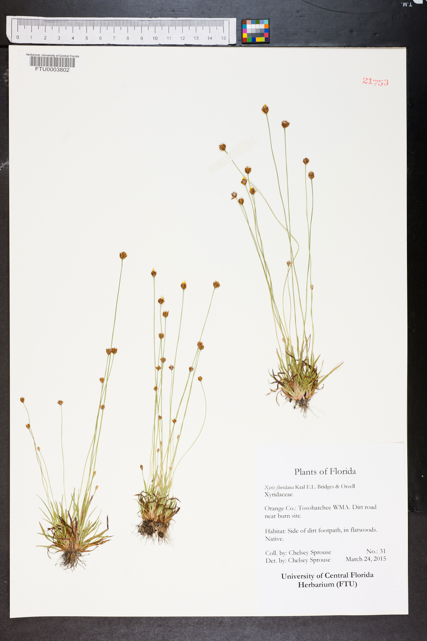 Xyris floridana image