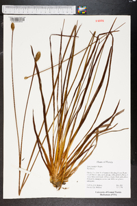 Xyris platylepis image