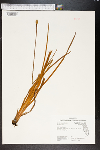 Xyris platylepis image