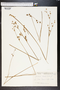 Juncus aristulatus image