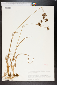 Juncus biflorus image