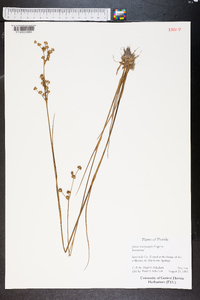 Juncus brachycarpus image