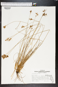 Juncus dichotomus image