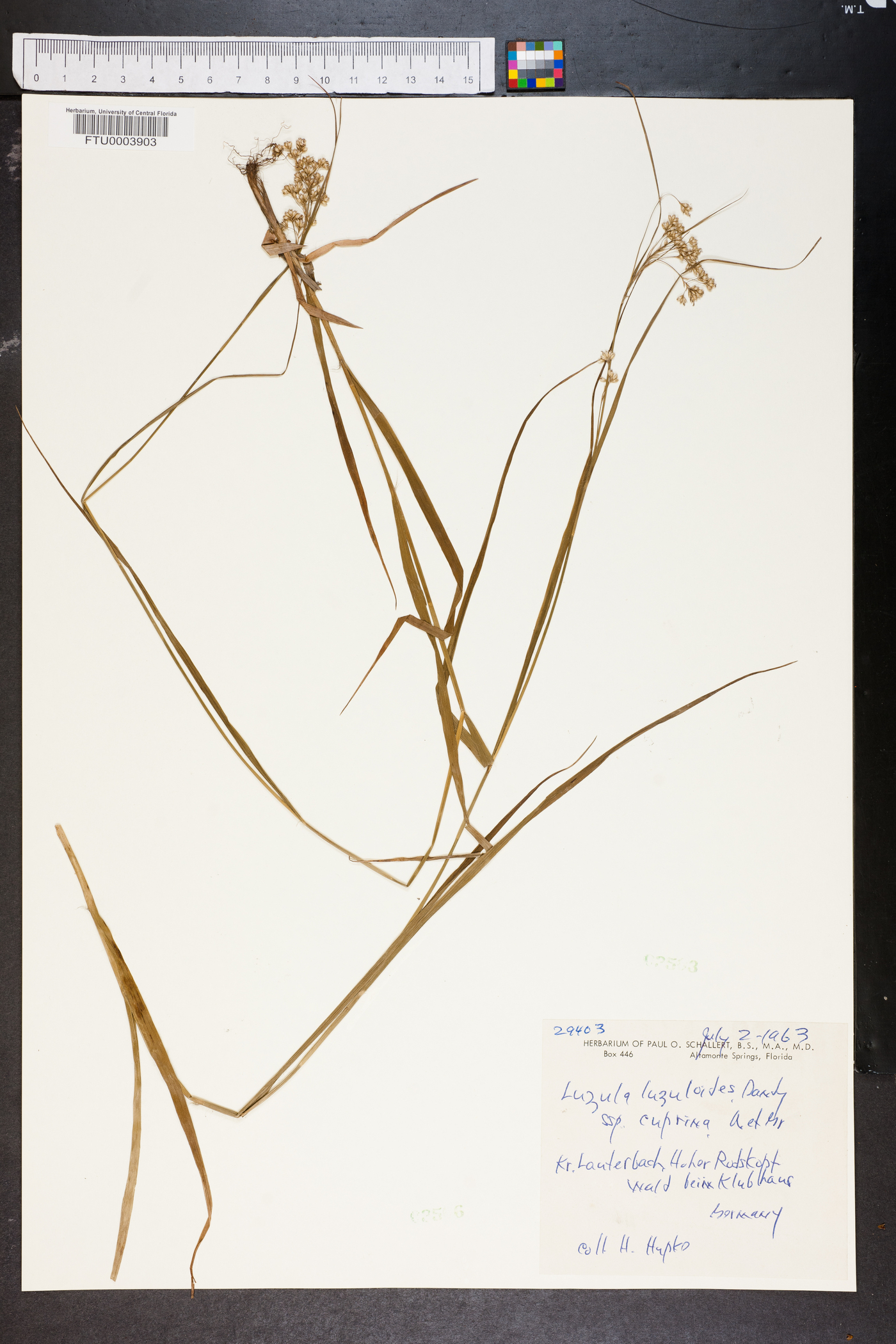 Luzula luzuloides image