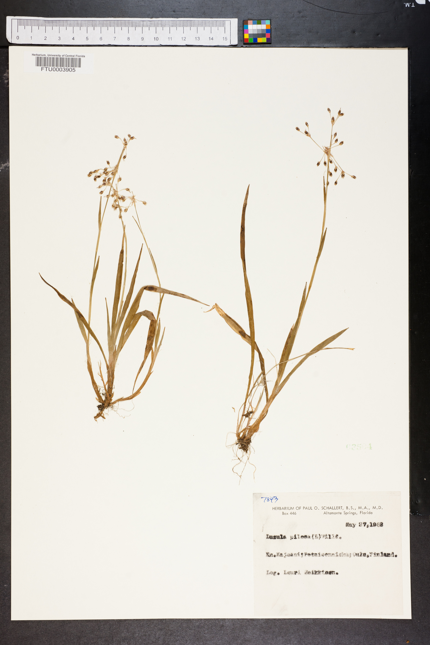 Luzula pilosa image