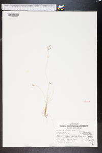 Bulbostylis ciliatifolia image