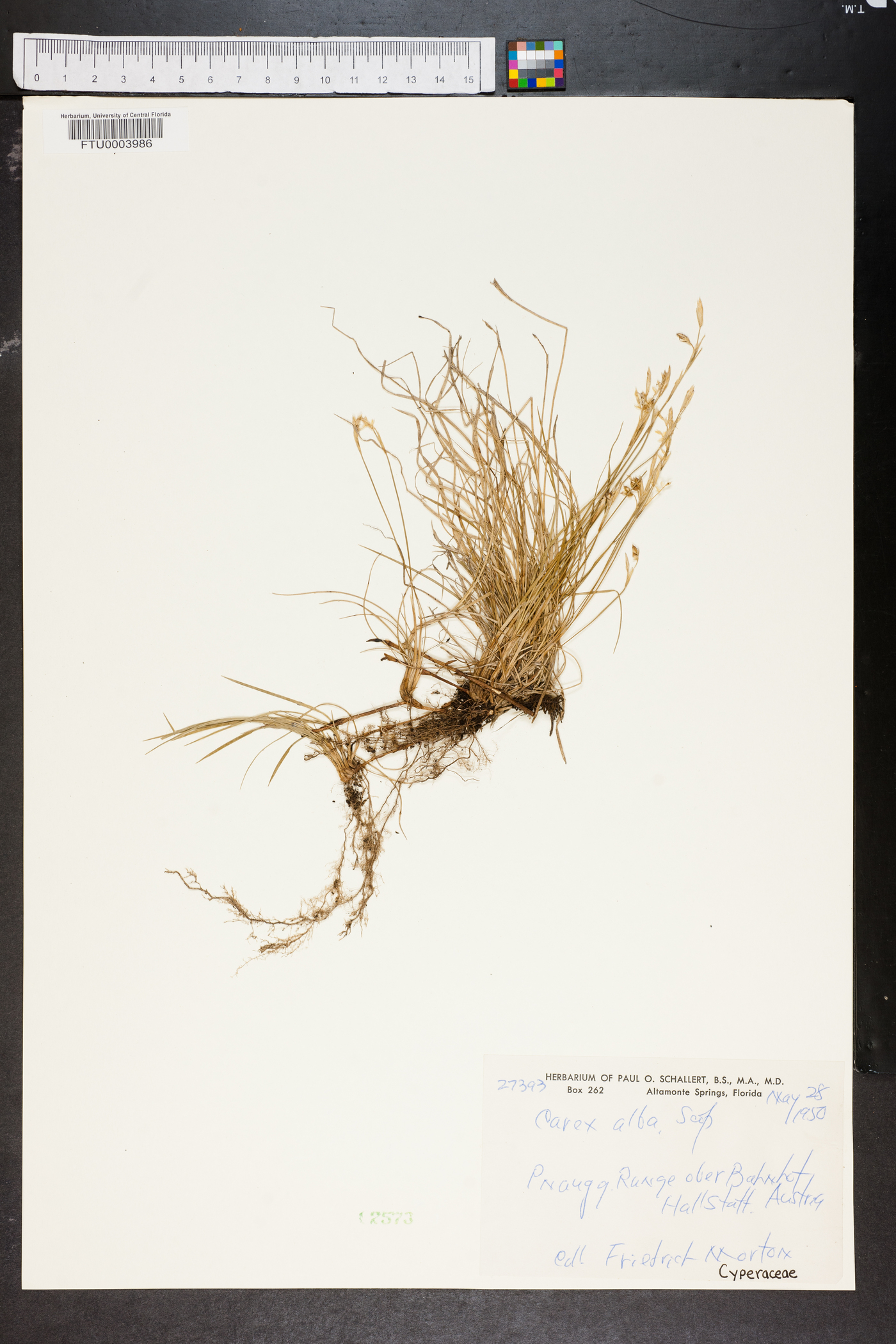 Carex alba image