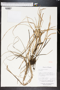 Carex albolutescens image