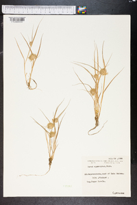 Carex bohemica image