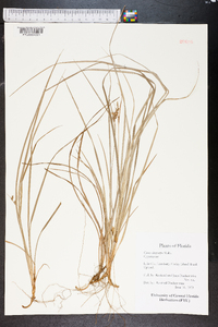 Carex dasycarpa image