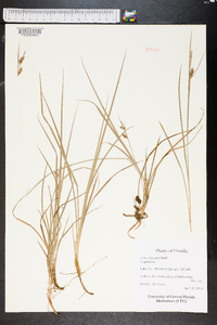 Carex dasycarpa image