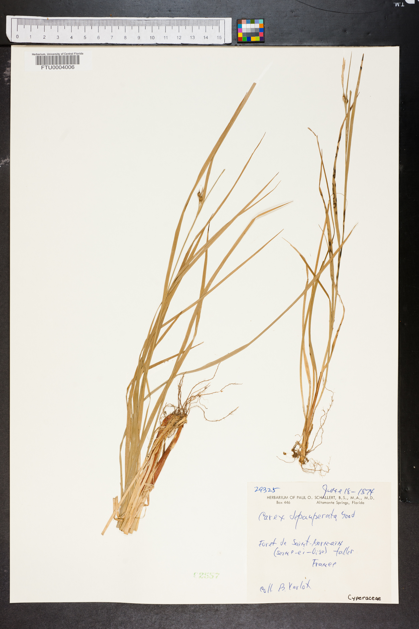 Carex depauperata image
