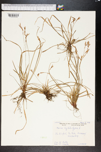 Carex digitata image