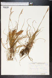 Carex digitata image