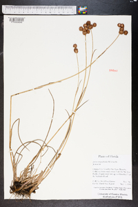 Juncus megacephalus image