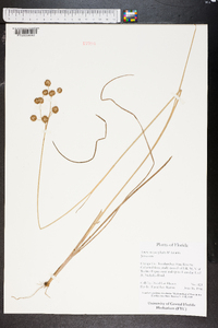 Juncus megacephalus image