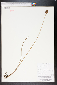 Juncus megacephalus image