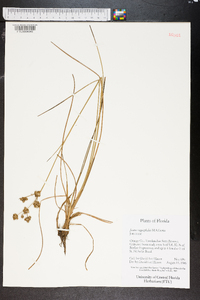 Juncus megacephalus image