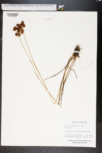 Juncus megacephalus image