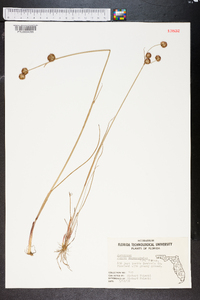 Juncus megacephalus image