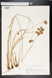 Juncus megacephalus image