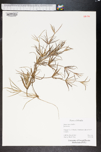 Juncus repens image