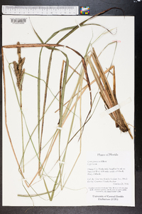 Carex glaucescens image