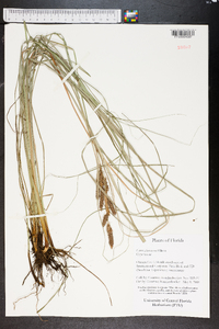 Carex glaucescens image