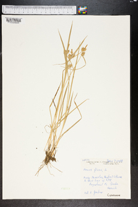 Carex flacca image