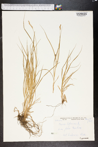 Carex leporina image