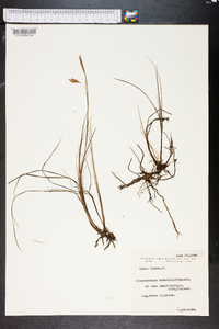 Carex limosa image