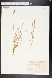 Carex muricata image