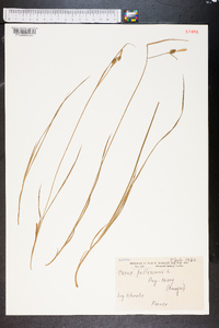 Carex pallescens image