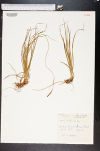 Carex scirpoidea image