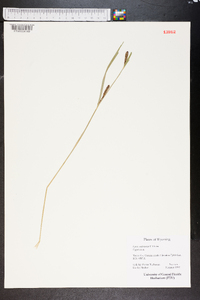 Carex scopulorum image