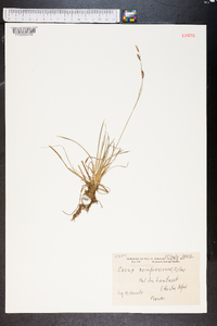 Carex sempervirens image