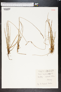 Carex sempervirens image