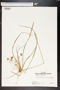 Cyperus alternifolius image