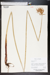 Cyperus articulatus image