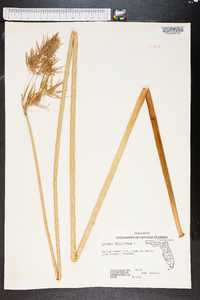 Cyperus articulatus image