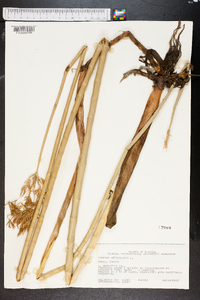 Cyperus articulatus image