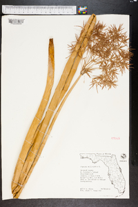 Cyperus articulatus image