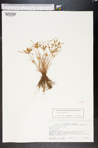 Cyperus compressus image