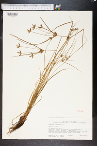 Cyperus compressus image