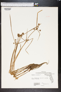 Cyperus difformis image